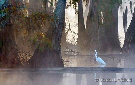 Egret In Lake Martin_26207.jpg - Photographed in the Cypress Island Preserve near Breaux Bridge, Louisiana, USA.